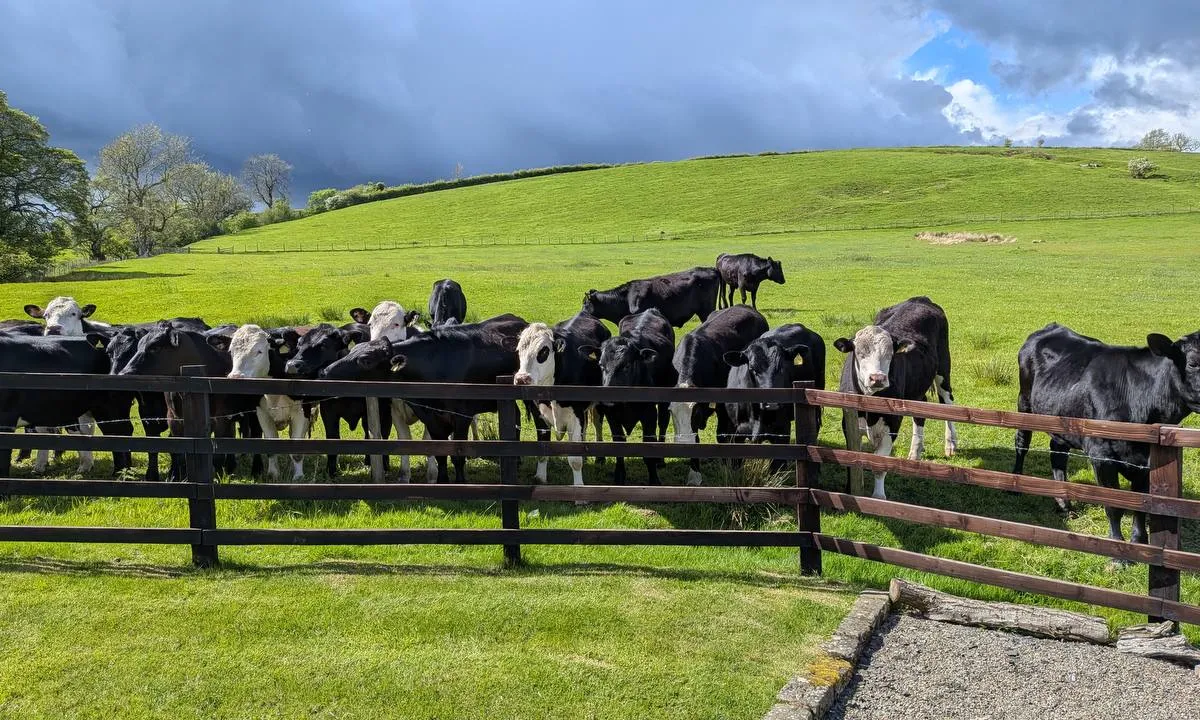 Cows gathered by the fence in the fields beside Hill Brook Barn