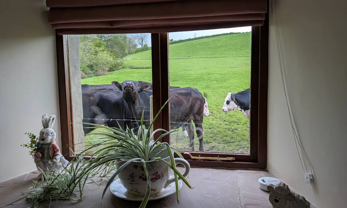 Curious cows looking through the window at Hill Brook Barn